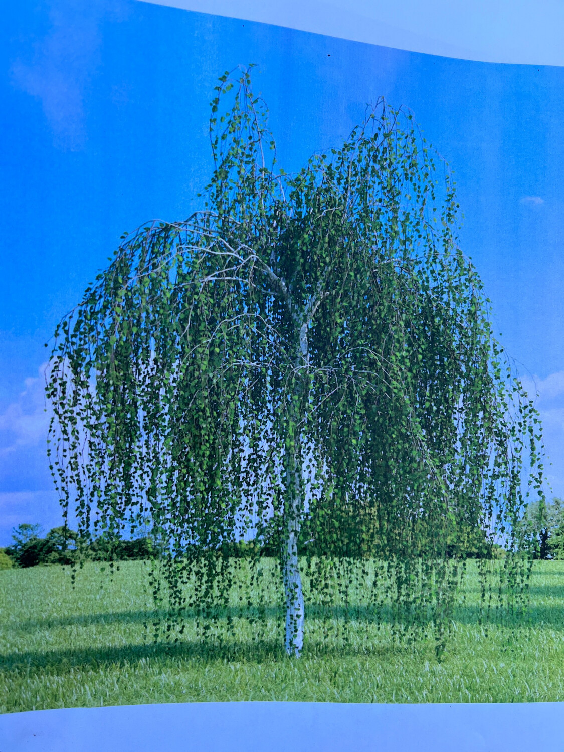 Youngs Weeping Birch a hardy weeping tree to frame an entrance or use as a single lawn specimen . 