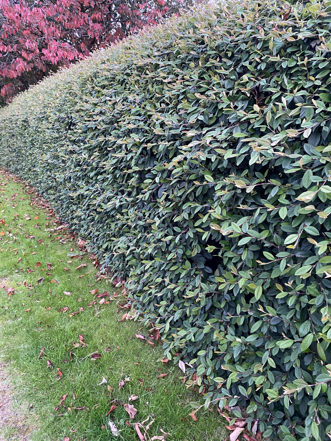 Coral Berry Hedge ,White flowers ,evergreen neat hedge ,winter hardy. 3 Ft apart Bushy pot grown plants Discount for quantity please phone or text 0868538835