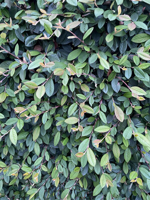 Coral Berry ,White flowers in spring and red berries in autumn ,evergreen neat hedge ,3 Ft apart , pot grown plants, 2 free for every 25 purchased. Discount quantity please phone or text 0868538835