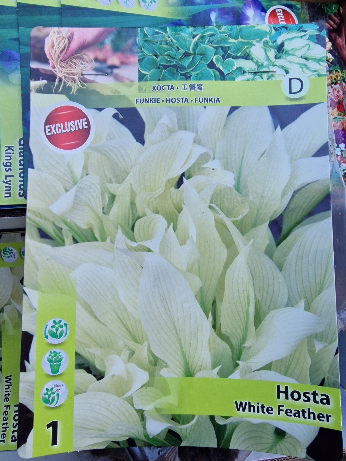 HOSTA - White Feather