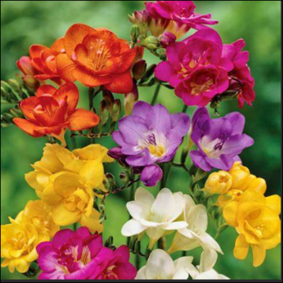 Freesia