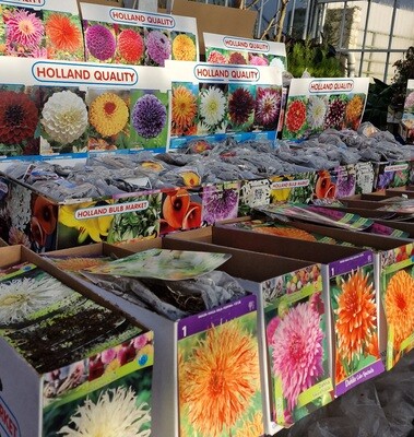 Summer Flowering Bulbs