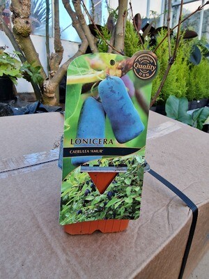 HONEYBERRY &#39;&#39;AMUR&#39;&#39;
 early flowers for bees and pollinators...heavy crops of delicious fruit! ALL IRELAND DELIVERY