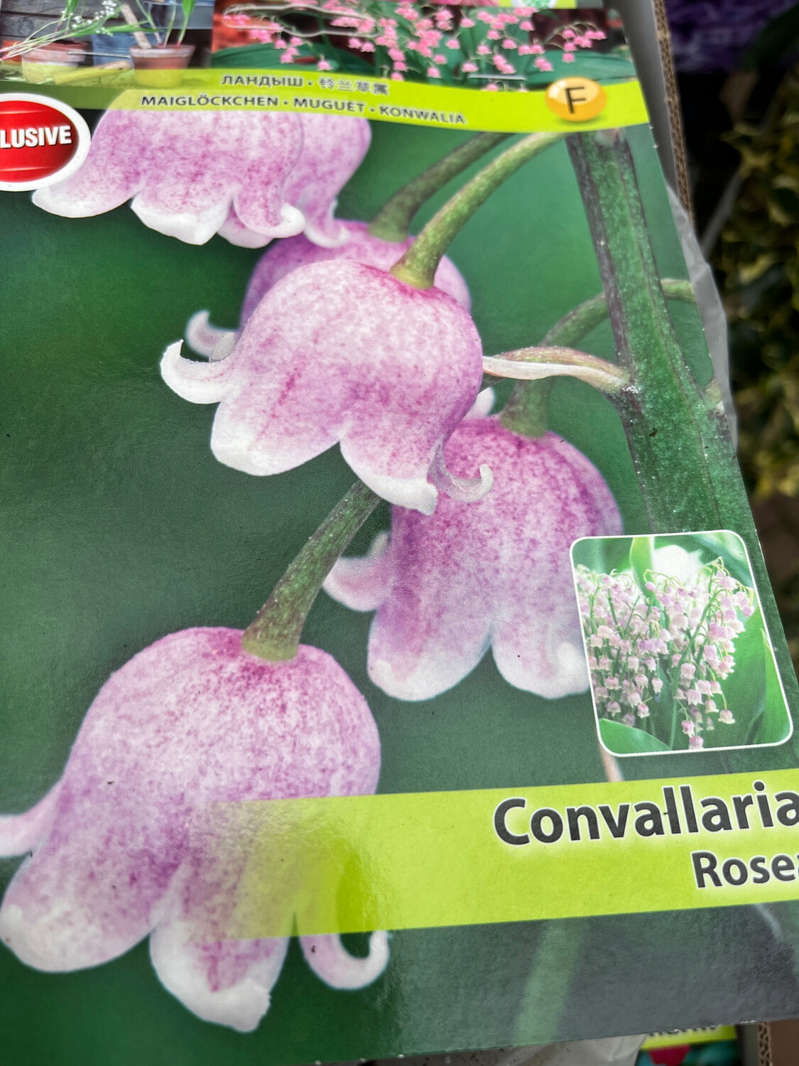 PINK Lily of The Valley ..loves shade ,fragrant and lasts for years .