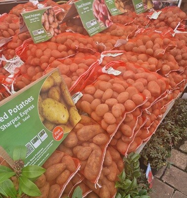 Seed Potatoes