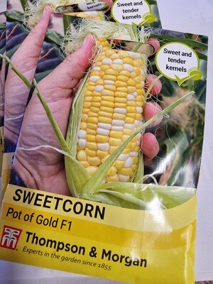 SWEETCORN - Pot of Gold