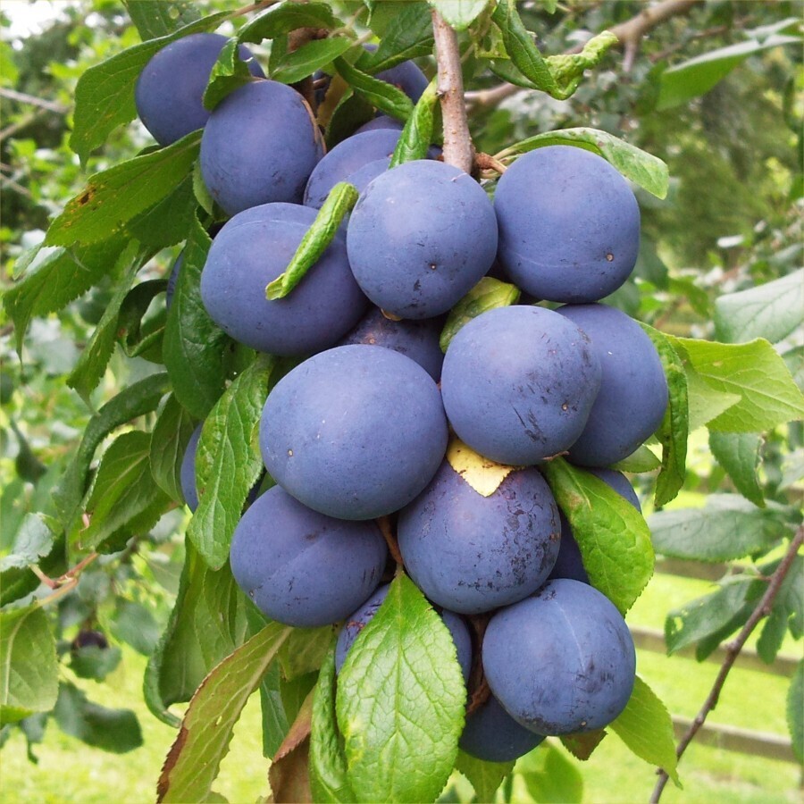 Damson &#39;Merryweather&#39;