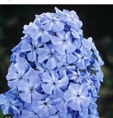 Phlox &#39;Blue Boy&#39;Deep lilac to blue flowers for months in summer and early autumn. Fragrant, winter hardy and lasts for years.