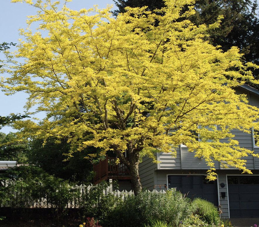 Gleditzia Sunburst ,Honey Locust medium sized tree with bright golden foliage. Happy in full sun or half shade