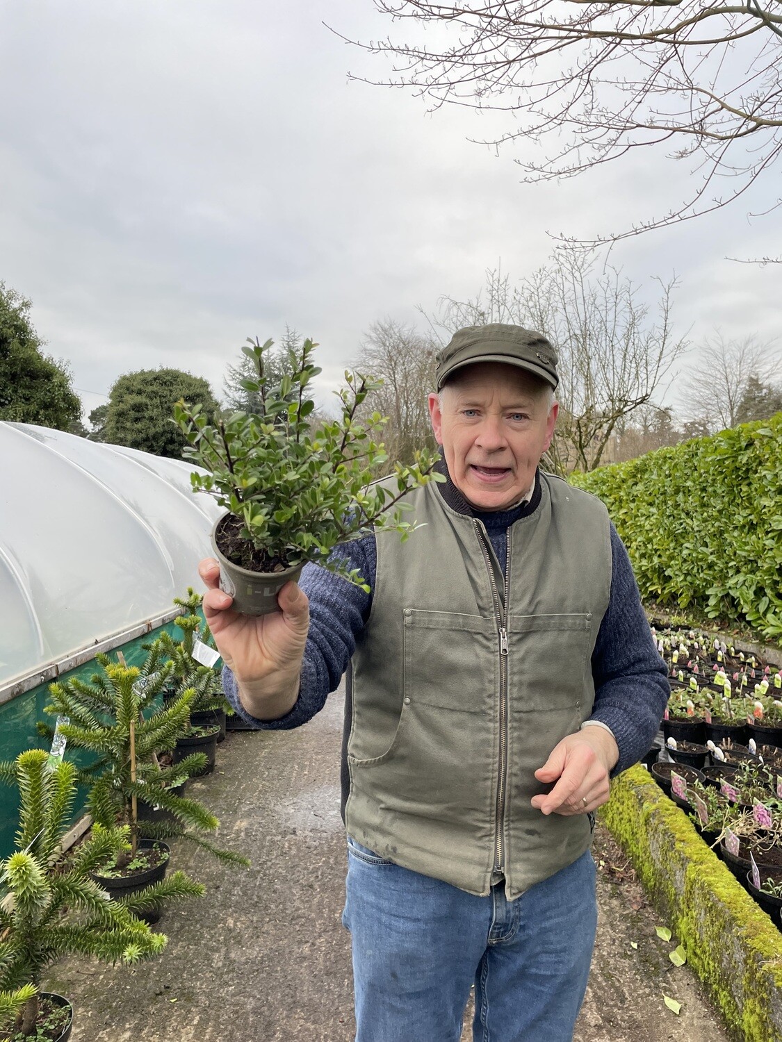 Holly Box “Dark Green Hedger” ,Hedging - Perfect for edging or hedging
