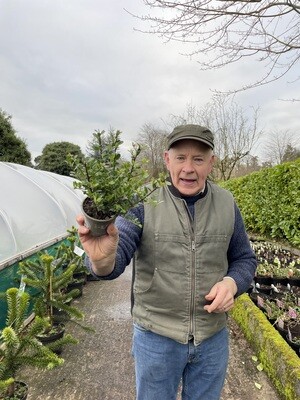Holly Box “Dark Green Hedger” ,Hedging - Perfect for edging or hedging