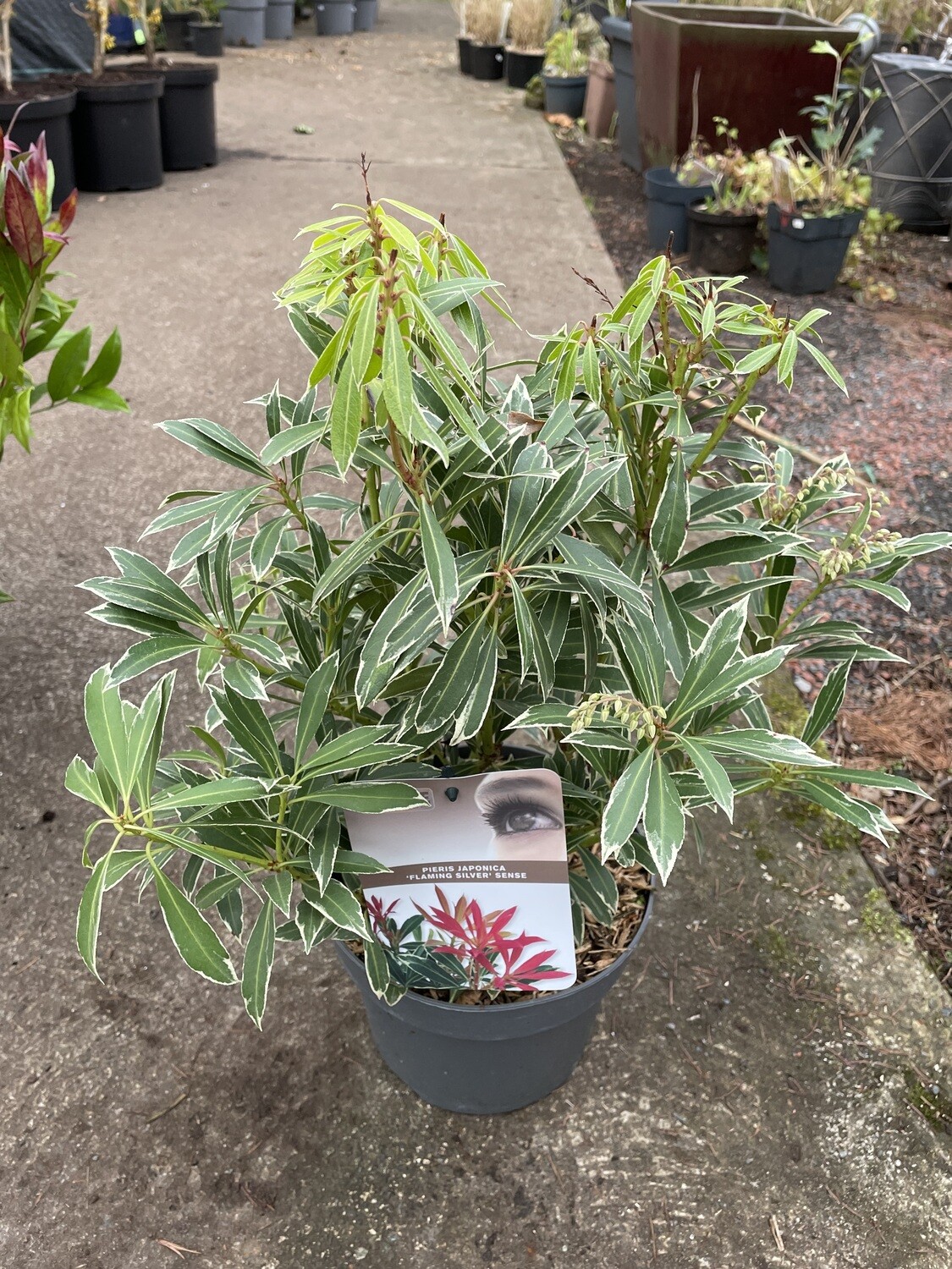 Pieris &#39;Flaming Silver&#39;