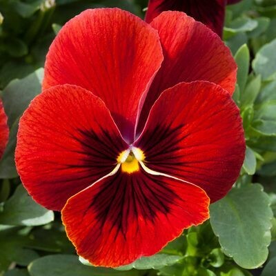 10 Short Day Pansies Scarlet with Blotch