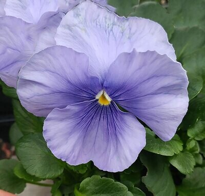 10 Plants Pansy Pansies Carnival Azure