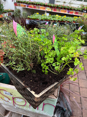 DIY HERB POT COMBO,complete with 4 herbs ,compost and pot 