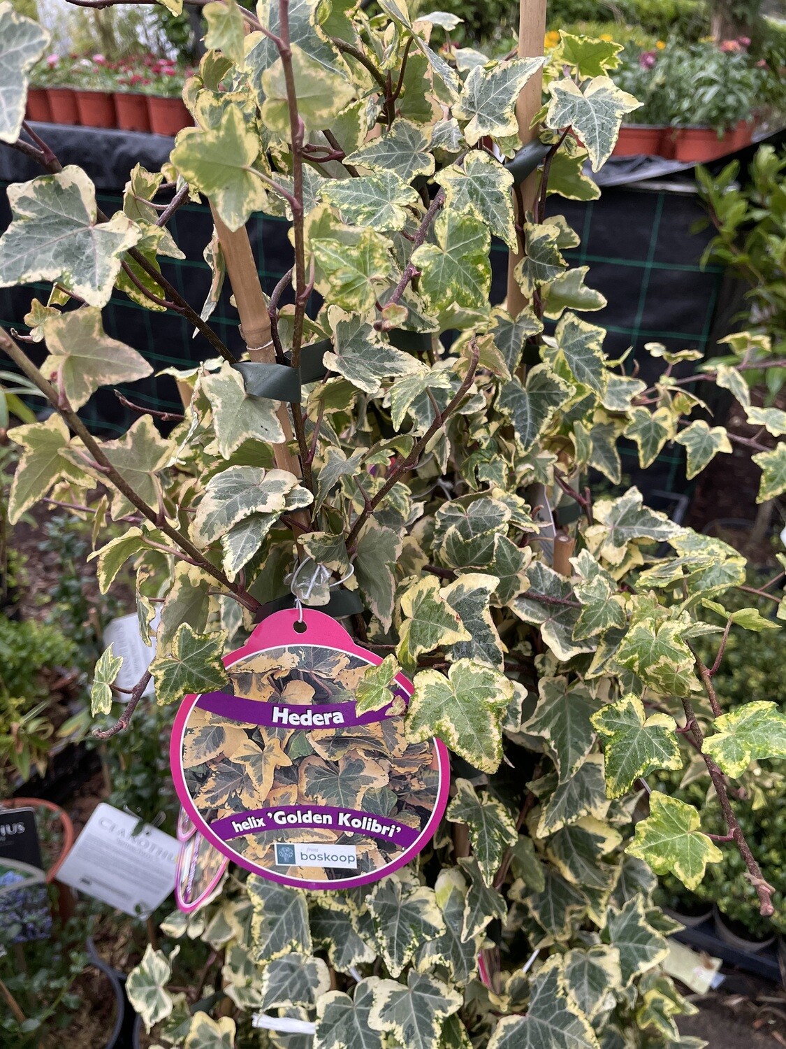Climbing Ivy Golden Kolibri