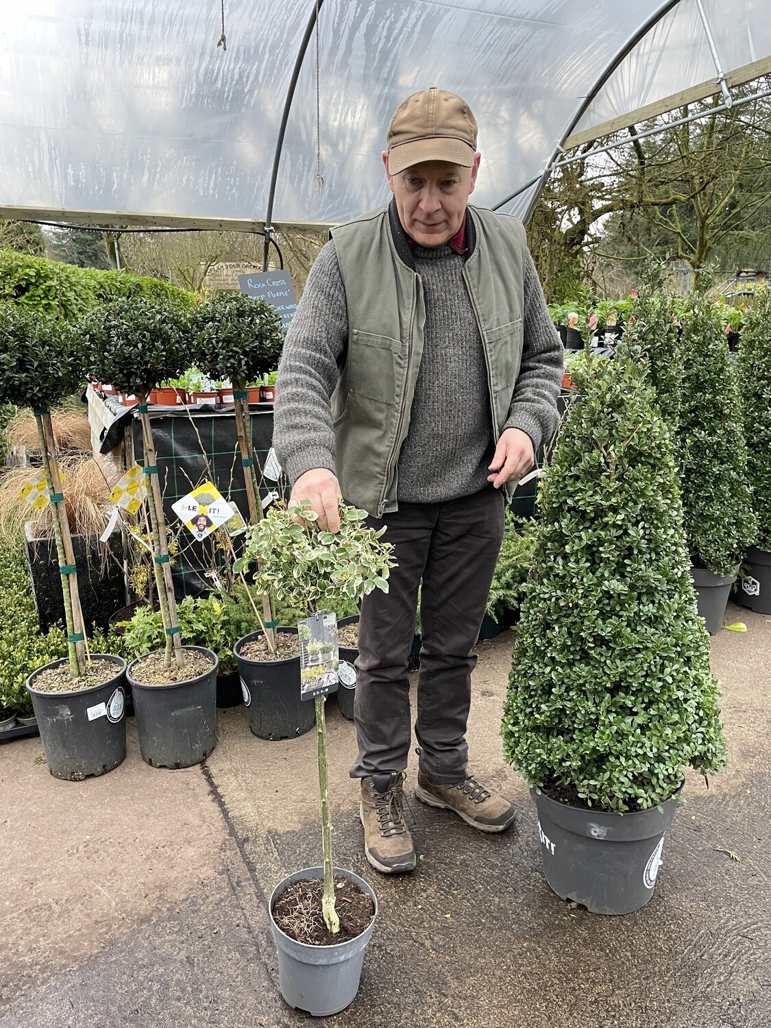 Euonymus &#39;Emerald Gaity&#39; Lollipop