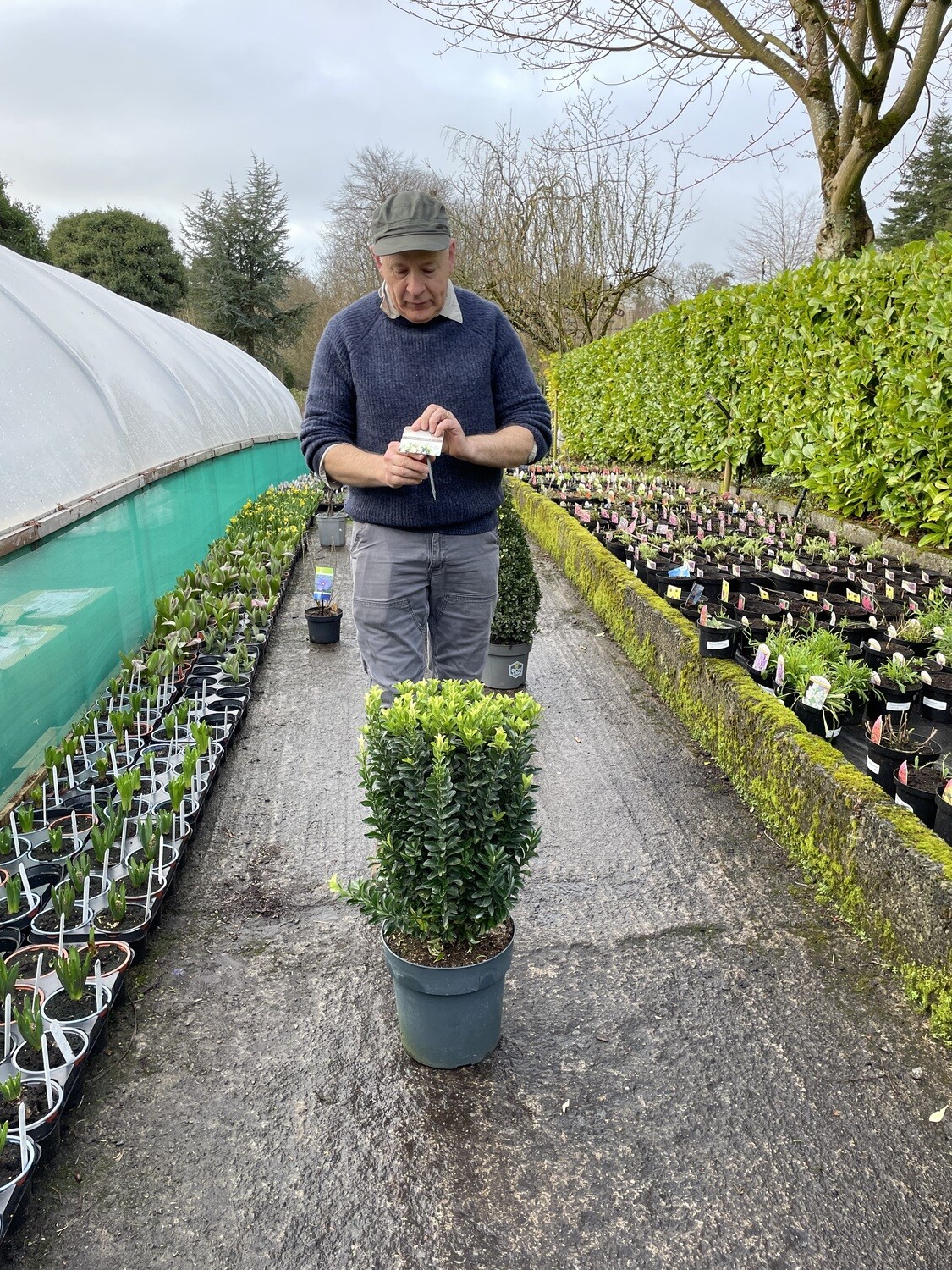Euonymus &#39;Paloma Blanca&#39;