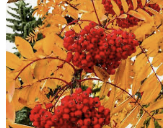 Sorbus Sheerwater Seedling Is a medium sized tree with fragrant flowers ,red Berries and colourful autumn foliage