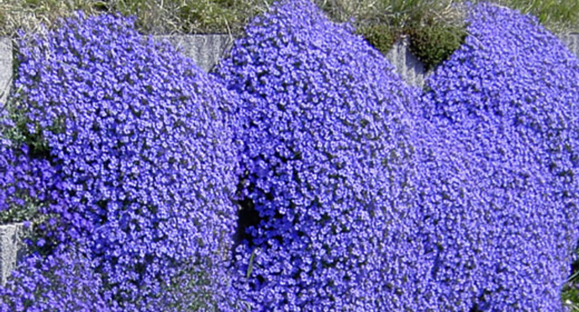 AUBRETIA Axcent LIGHT Blue ,hardy carpet plant that loves spilling over walls and kerbs! Winter hardy and lasts for years! Rock Cress Xtra Strong