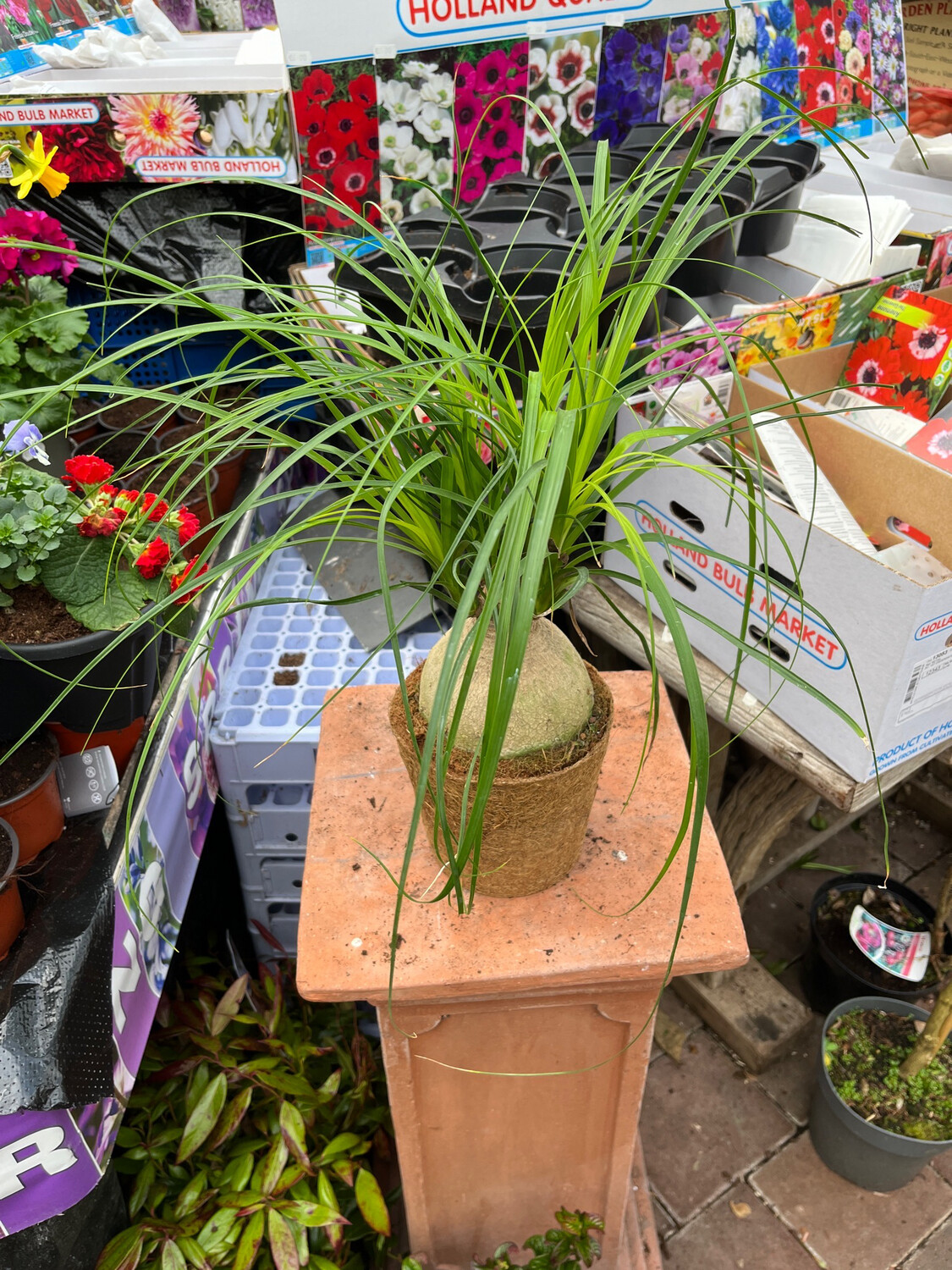 Pony Tail ,Elephants Foot Plant ,easy to care for Indoor Plant