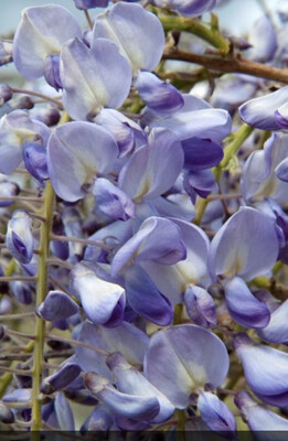 Wisteria Prolific ,fast growing Chinese Wisteria with large mauve /purple fragrant flowers . For walls,fence or arch EXTRA STRONG 6 Ft (Pot Grown)