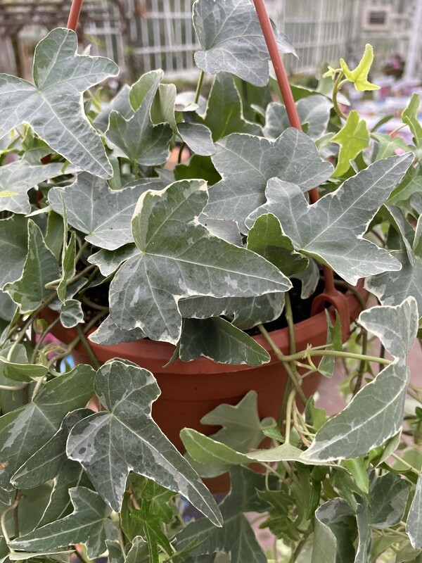 Trailing Ivy 'Mona Lisa'