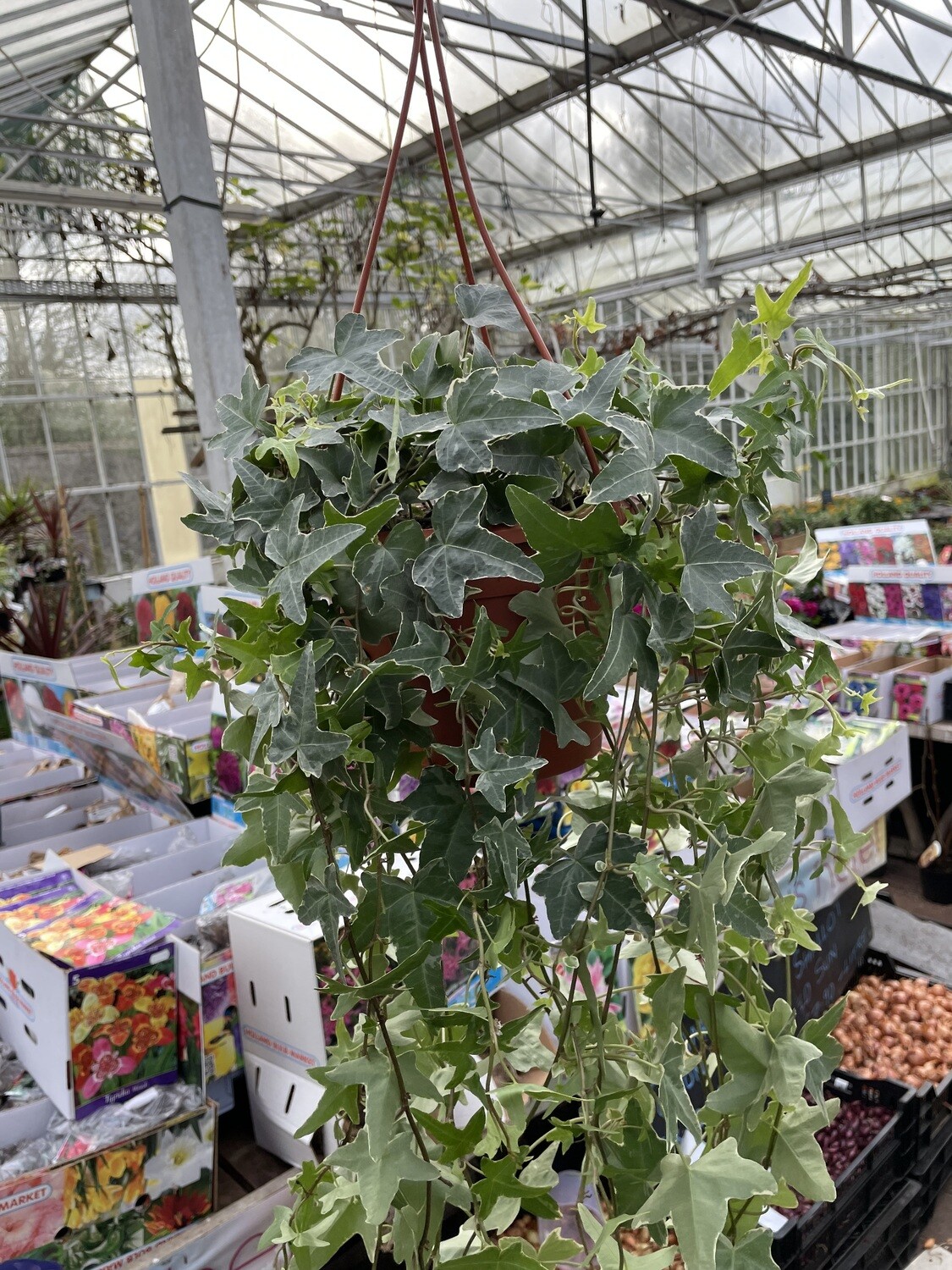 Trailing Ivy &#39;Mona Lisa&#39;