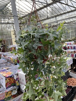 Trailing Ivy &#39;Mona Lisa&#39;