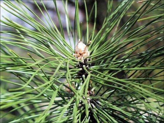 Austrian Pine