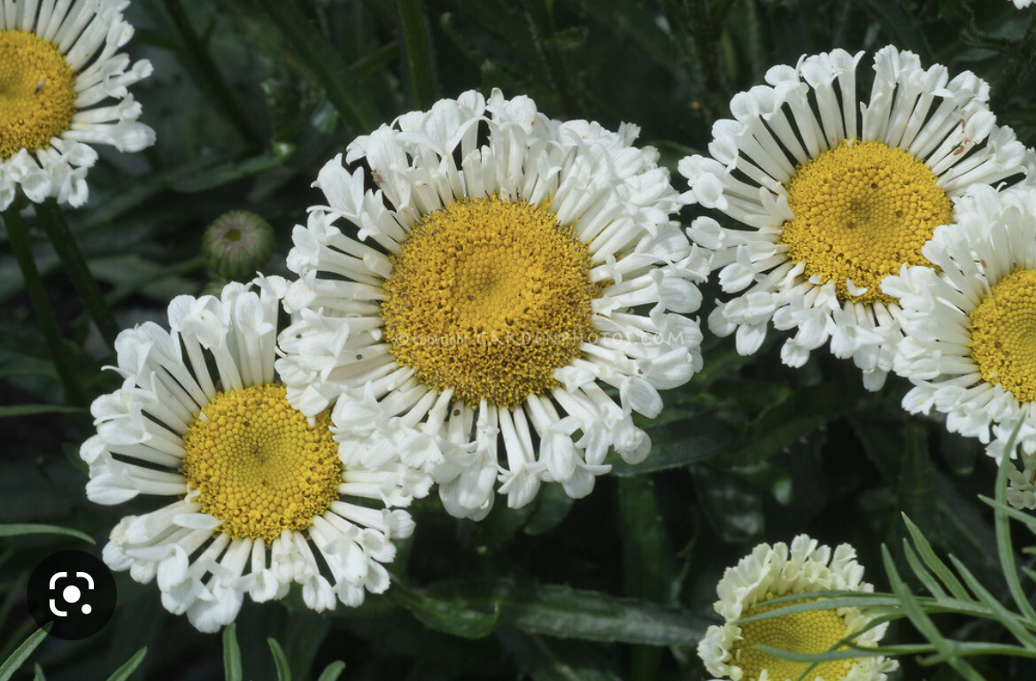 Shasta Daisy “Real Neat”is a hardy Shasta Daisy that flowers for months lasts for years ....