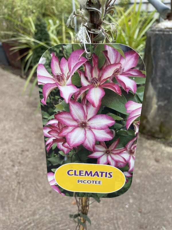 Clematis &#39;Picotee&#39;