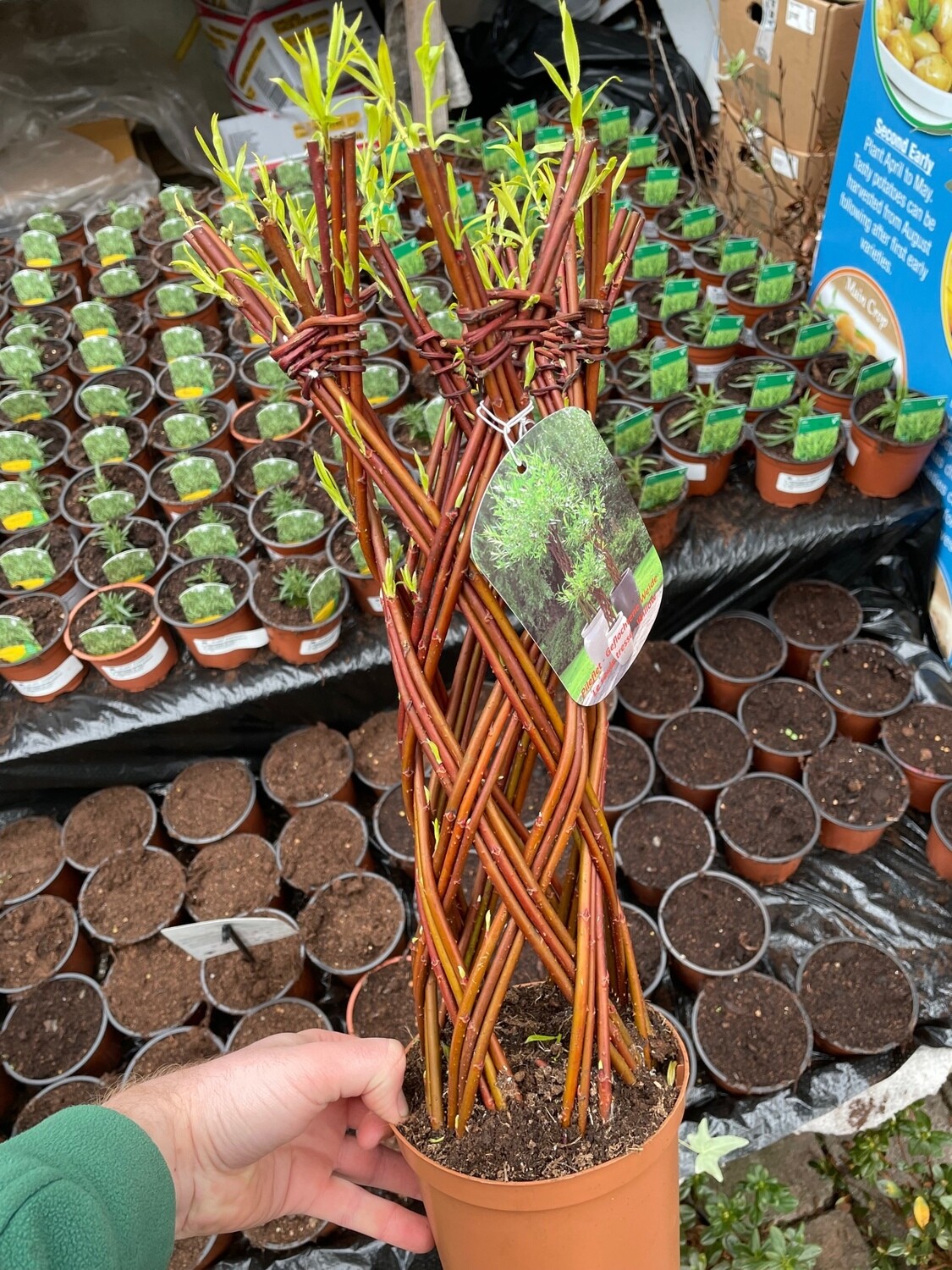 Lattice Braided Willow (SMALL)
