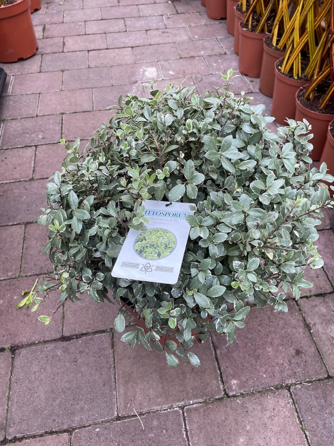 Pittosporum 'Silver Golf Ball'