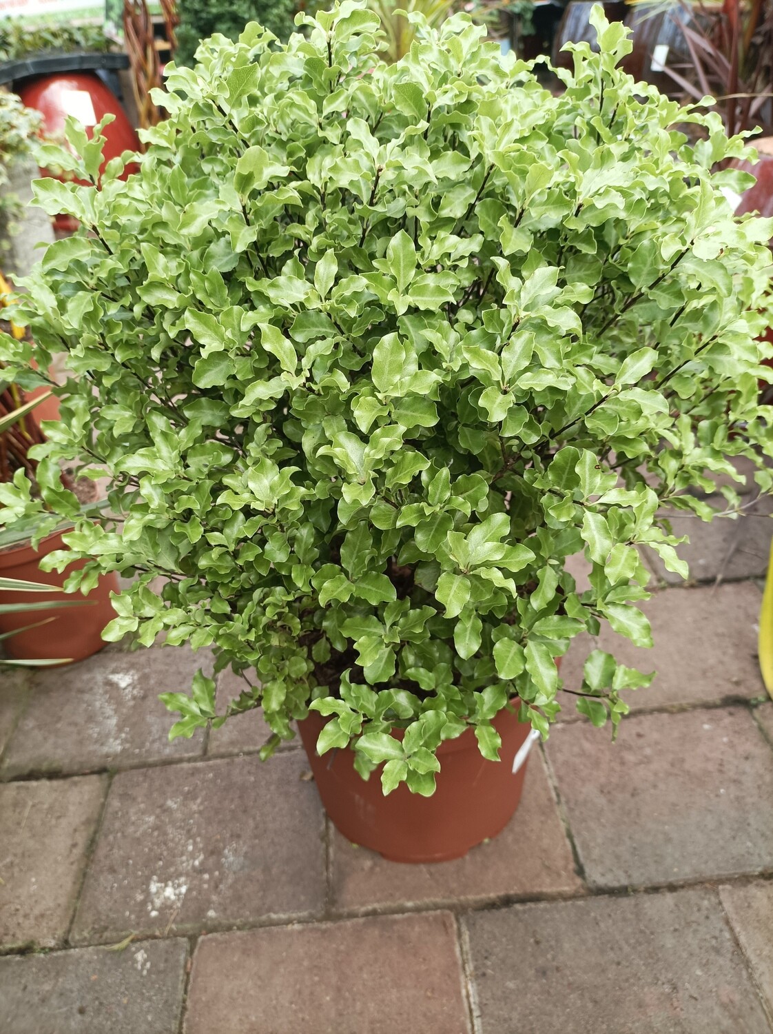 Pittosporum Emerald Dome