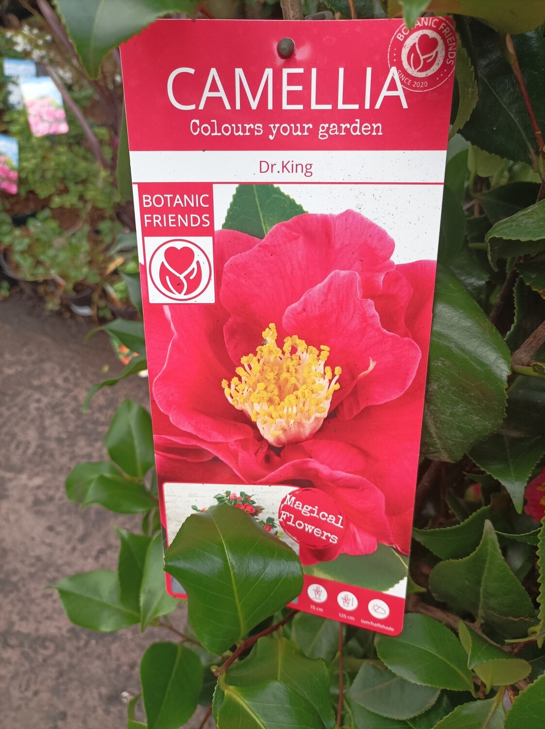 Camellia Dr. King - Extra Large Size