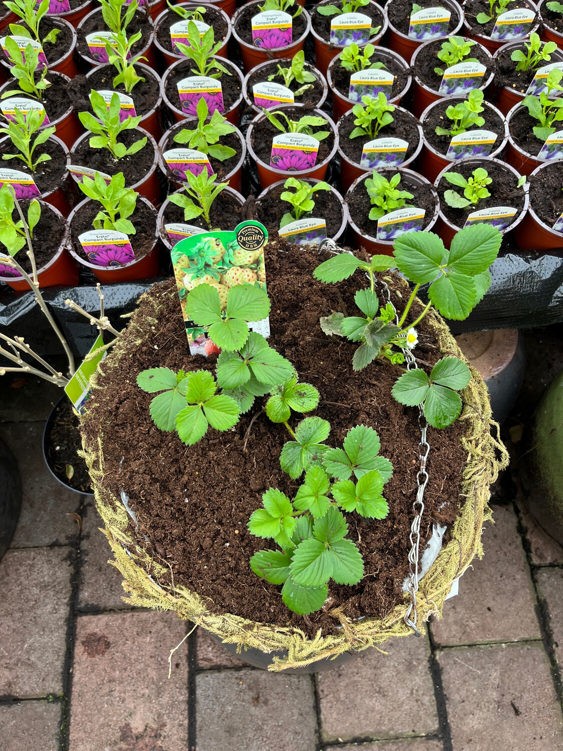 DIY STRAWBERRY PINEBERRY BASKET plant your own hanging basket with Strawberries And Pineberries…Kit Including basket ,compost,3 Strawberries and a Pineberry