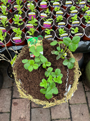 DIY STRAWBERRY PINEBERRY BASKET plant your own hanging basket with Strawberries And Pineberries…Kit Including basket ,compost,3 Strawberries and a Pineberry