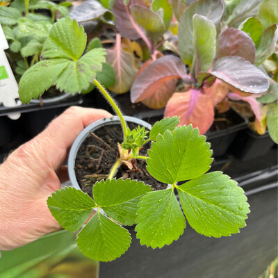 Strawberry 🍓 Tasty Red strong Pot Grown Plants