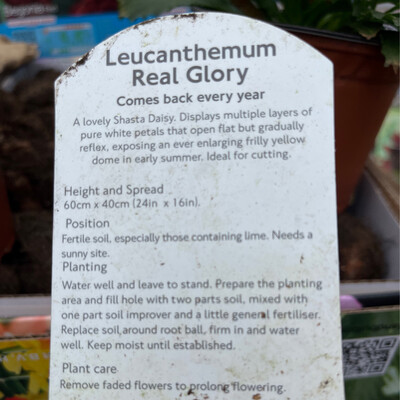 Shasta Daisy - Leucanthemum &#39;Real Glory “