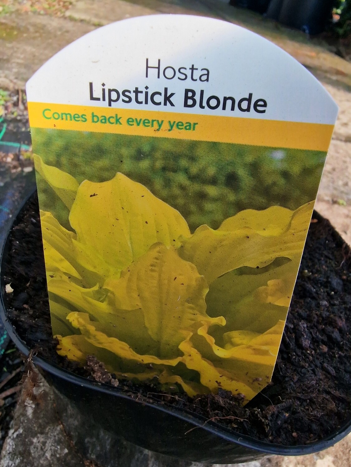 HOSTA Lipstick Blonde