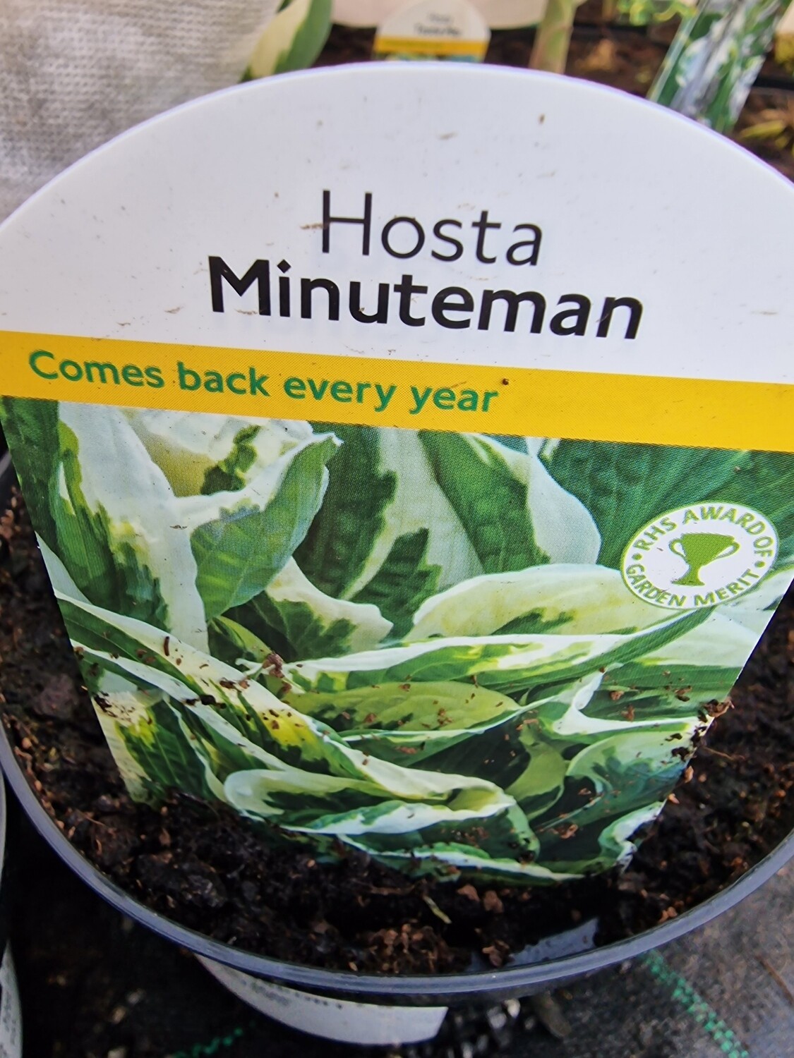 HOSTA - Minuteman