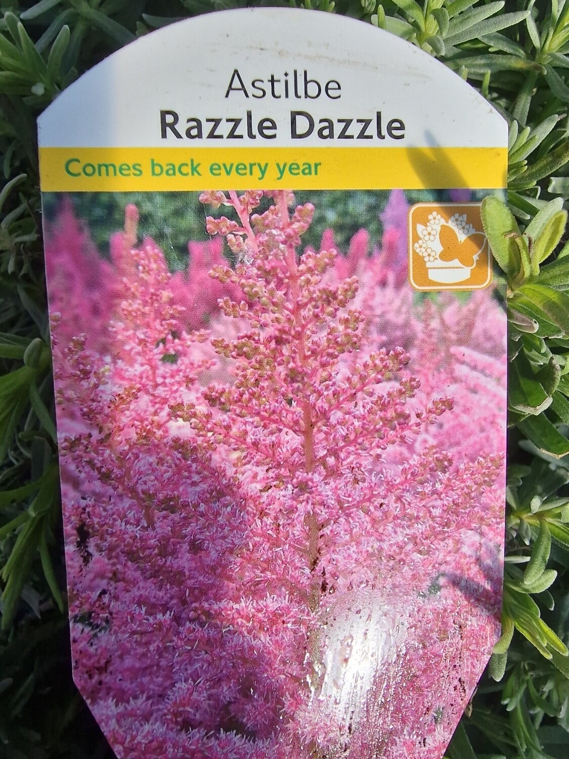 ASTILBE - Razzle Dazzle