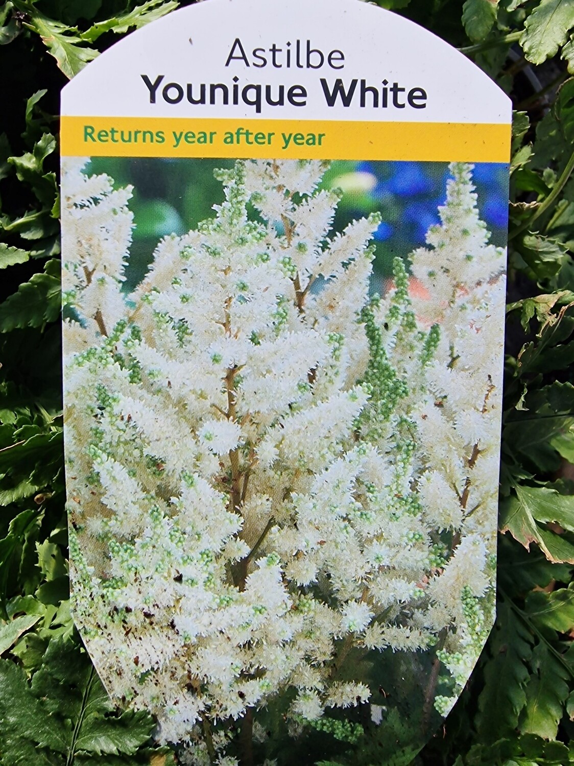 ASTILBE - YOUNIQUE WHITE