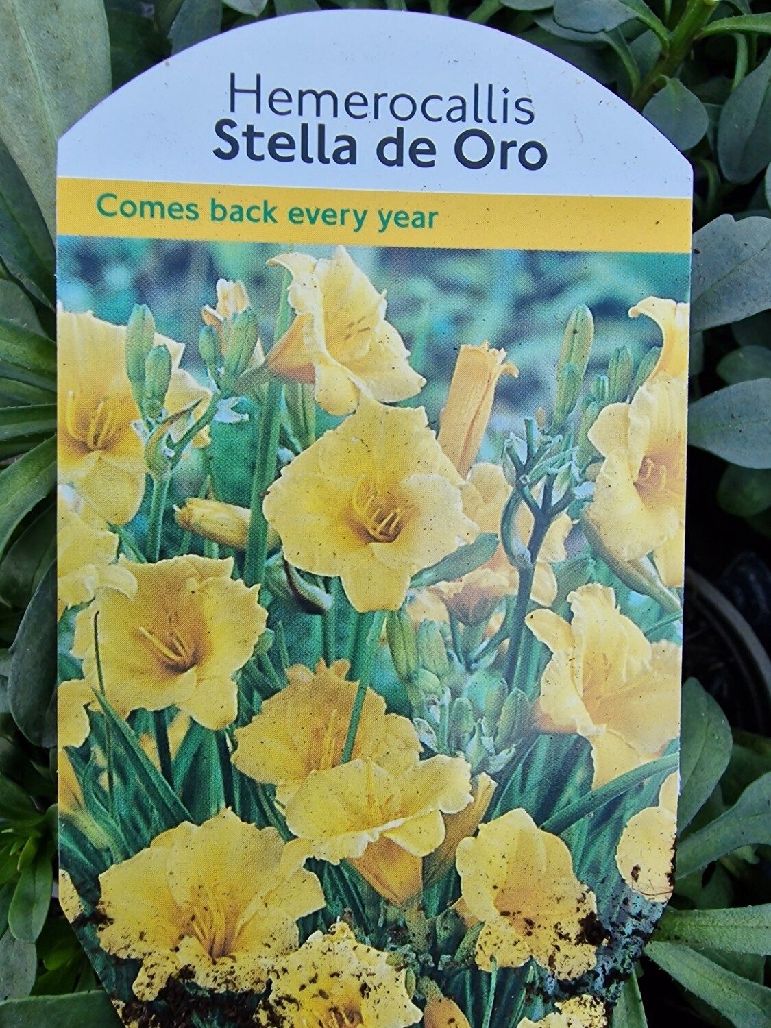 Hemerocallis- Stella de Oro