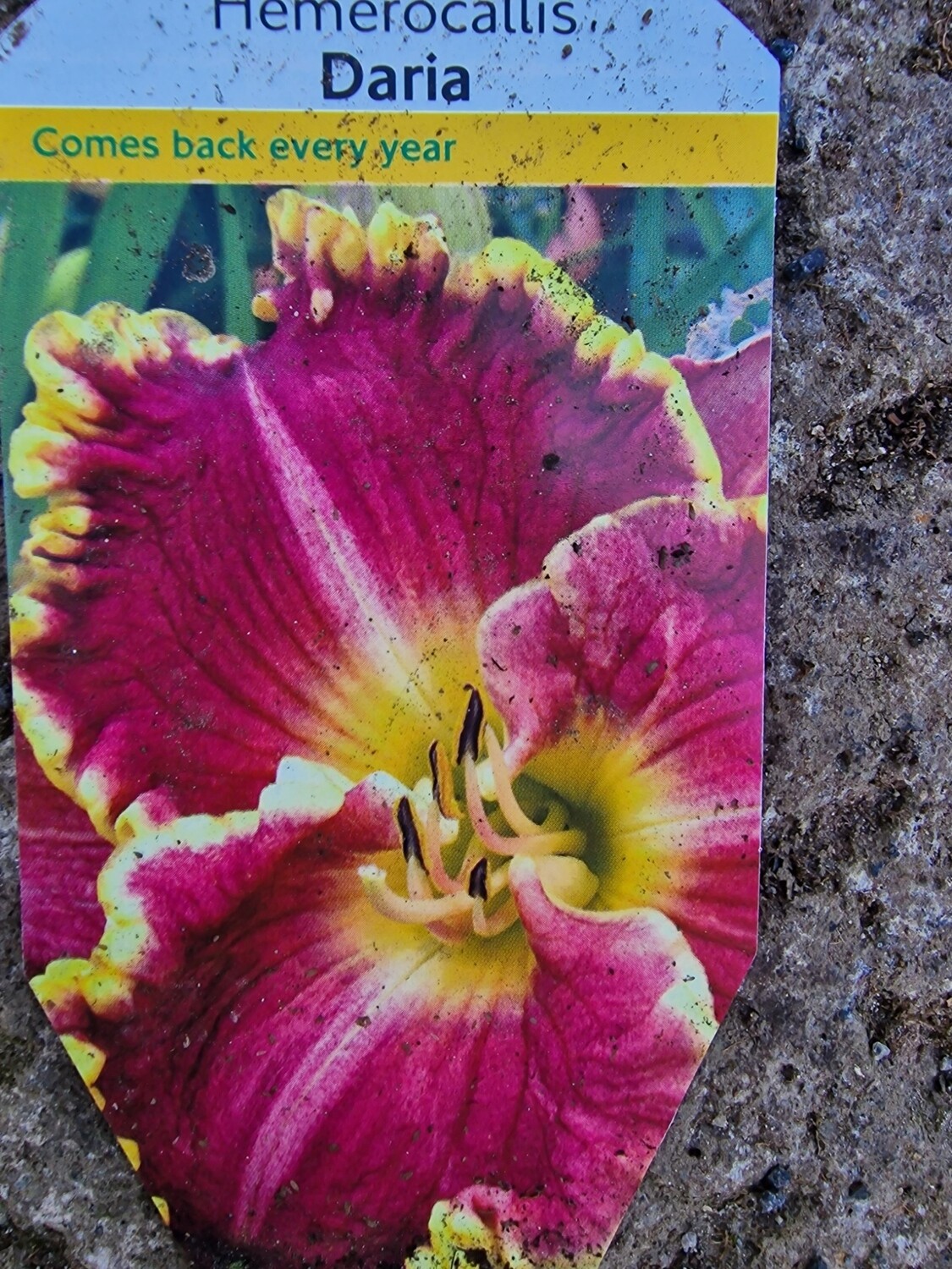 Hemerocallis - Daria