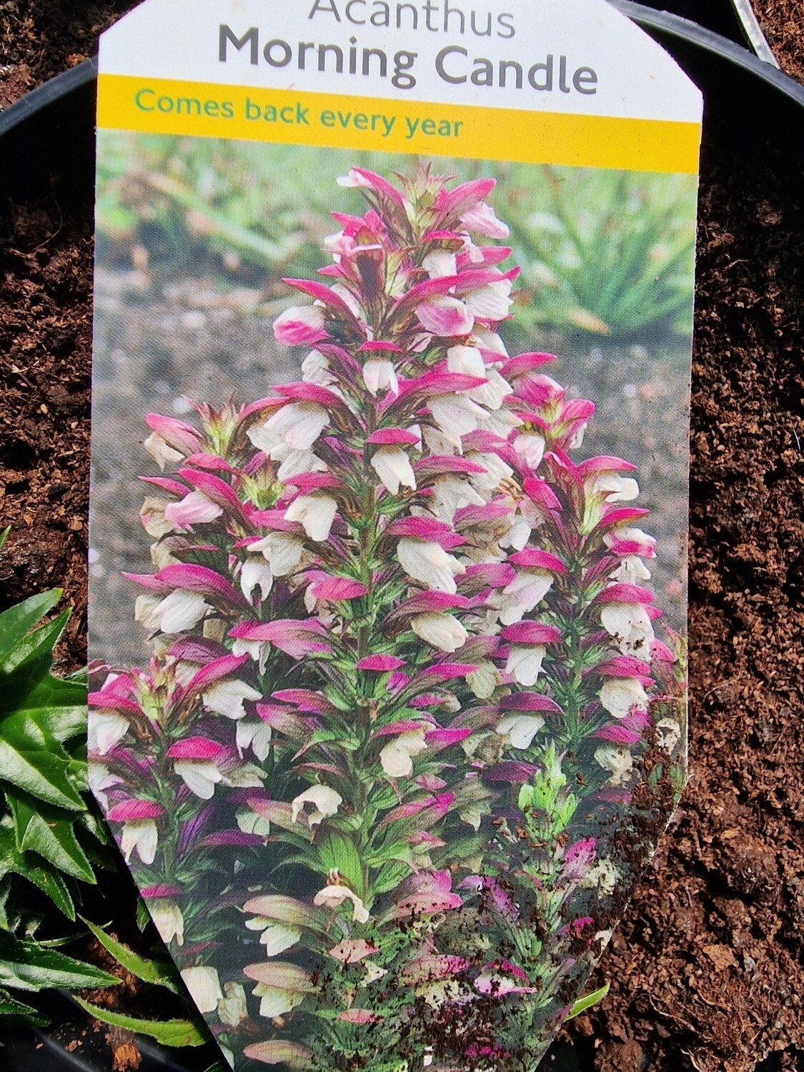 Acanthus - Morning Candle A tough perennial that flowers for months over thistle like foliage . Flowers are in tall spires of hooded pink and white and look attractive summer and winter