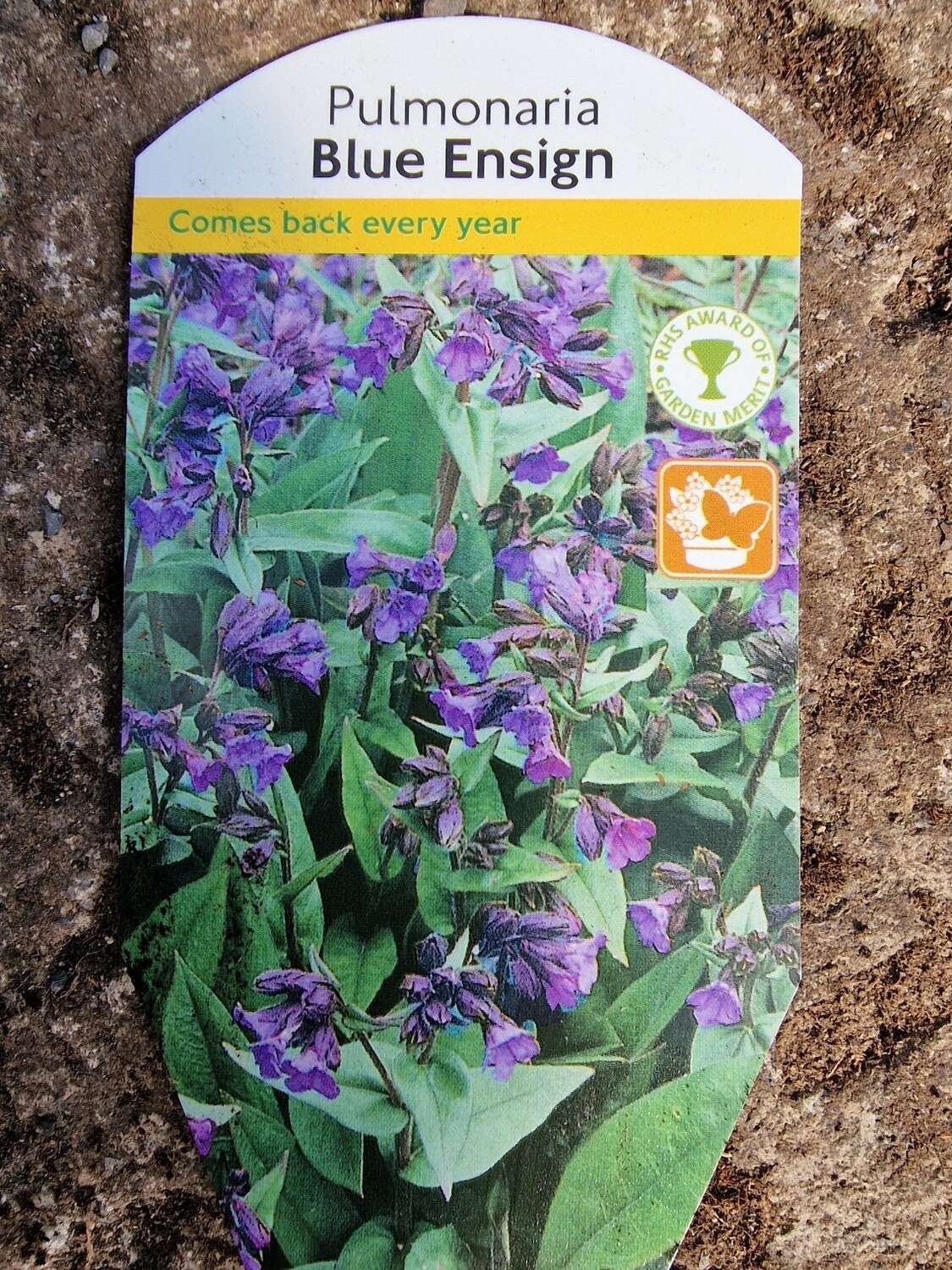 Pulmonaria - Blue Ensign