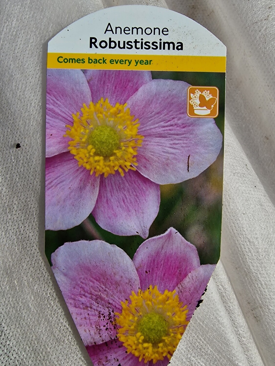 Anemone - Windflower &#39;Robustissma&#39;