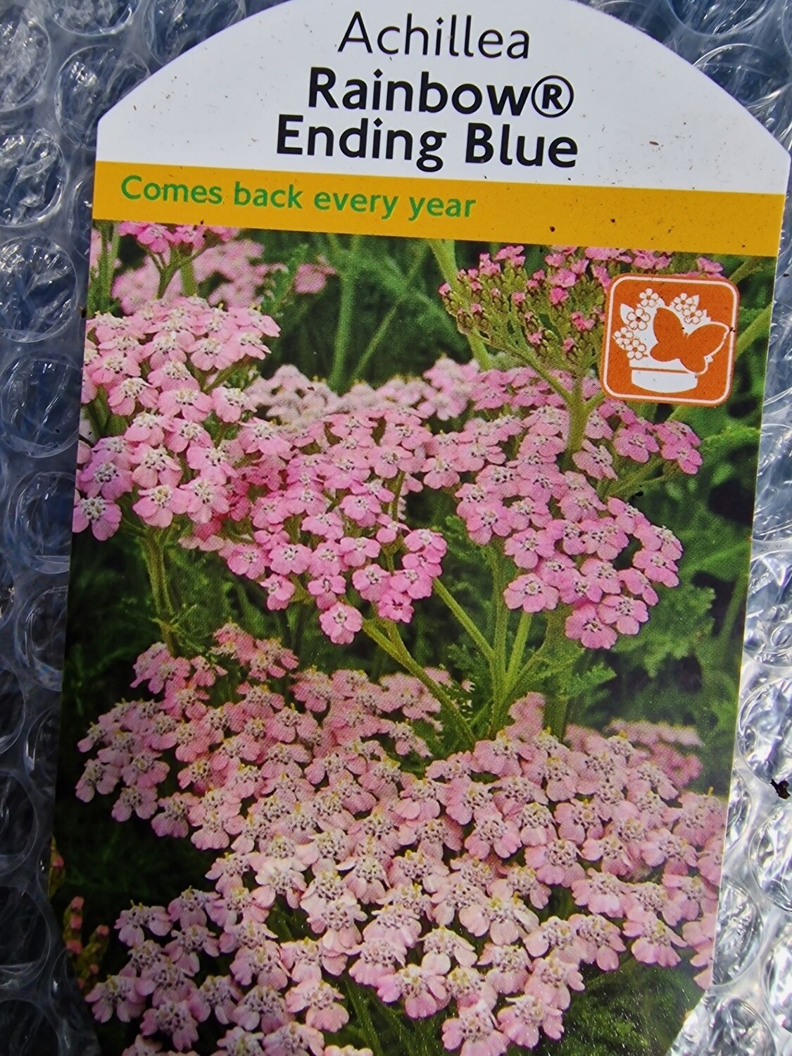 ACHILLEA - Rainbow Ending Blue